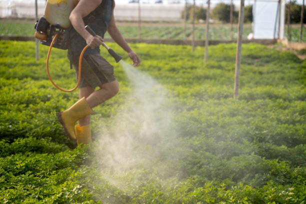 Best Affordable Pest Control Services  in Poipu, HI