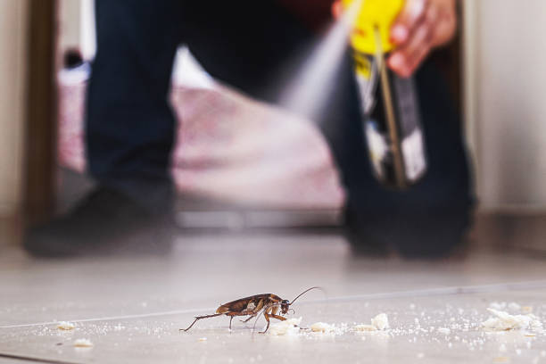 Flea Control Services in Poipu, HI